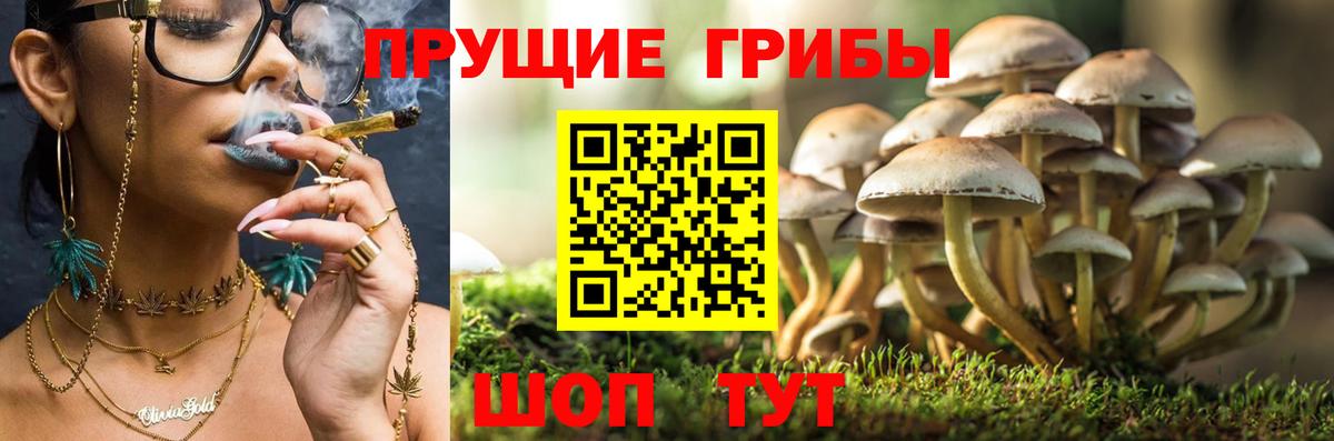 Курганинск  Галлюциногенные грибы MAGIC MUSHROOMS  Вход с VPN  Галлюциногенные грибы GOLDEN TEACHER 